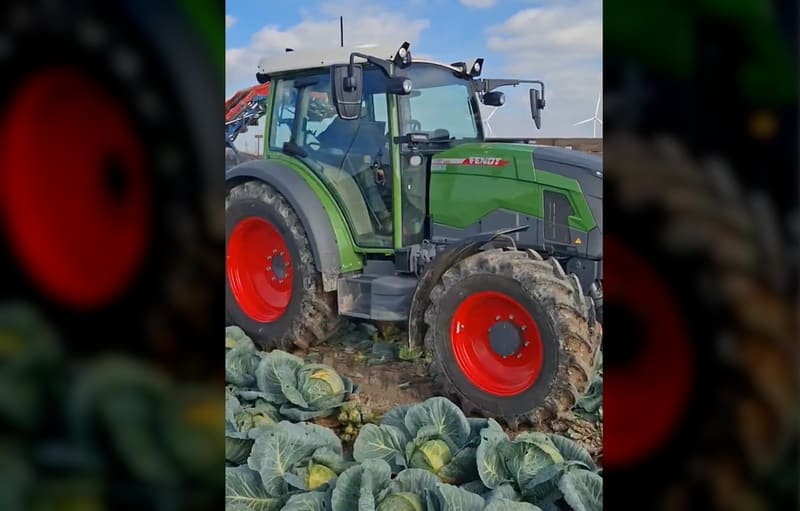 Ciągnik elektryczny Fendt e107 V Vario zbiorował kapustę – w południe wymagał przerwy na ładowanie