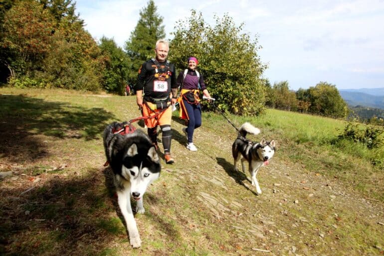 Wisła przyjmie ponad 250 psów na Mistrzostwach Polski w Dogtrekkingu